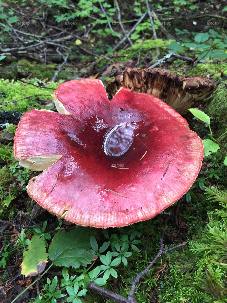 Giant red mushroom 