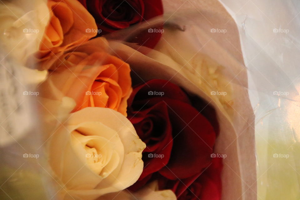 Roses happy Valentine's Day red white and peach 