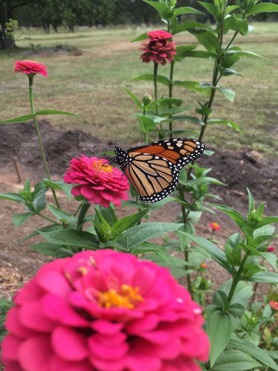 Look across blooming flowers to watch a monarch butterfly drink nectar from a pink zinnia. 