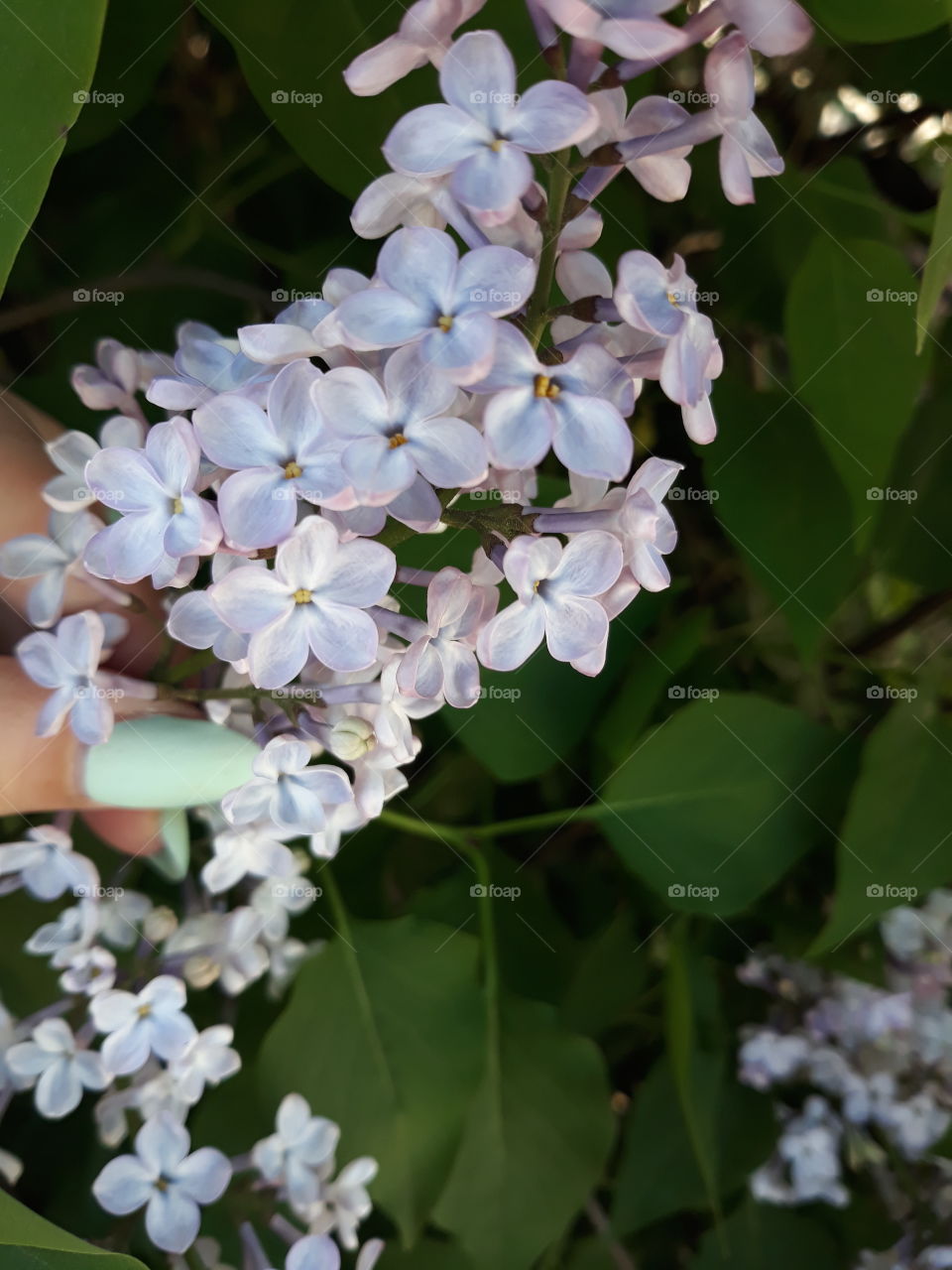 lucky flower