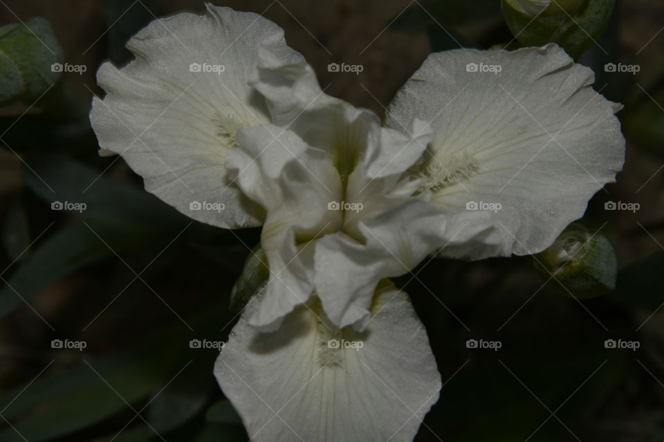 Jardín botánico, Madrid