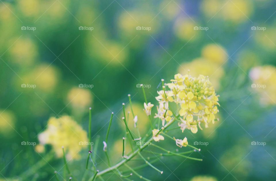 Bog Yellowcress