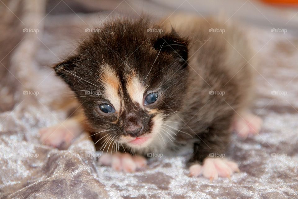 Close-up of a tabby cat