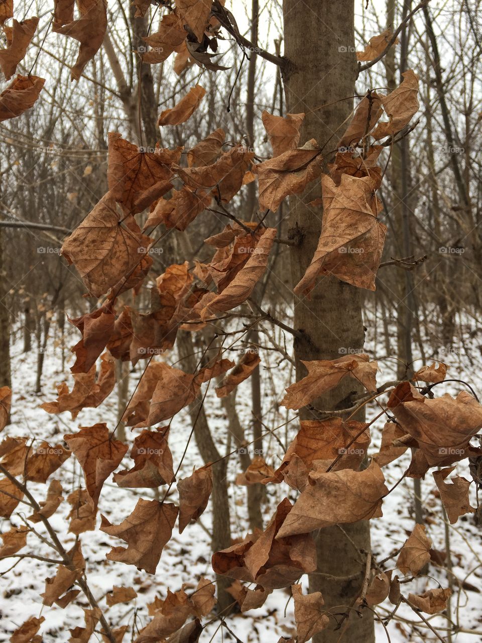 Winter in the forest 