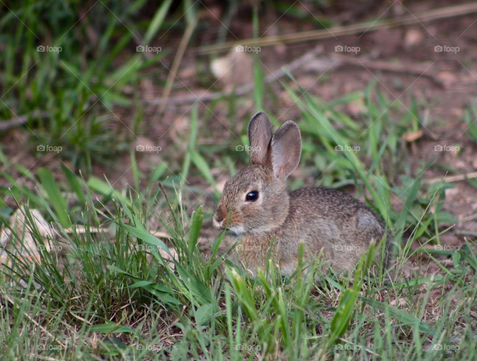 Cotton Tail Bunny