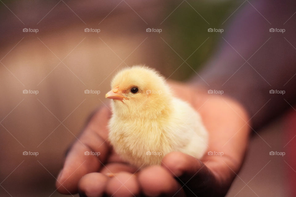 A yellow chick in a palm relaxing and staring away from the camera lense with underdeveloped beak.
