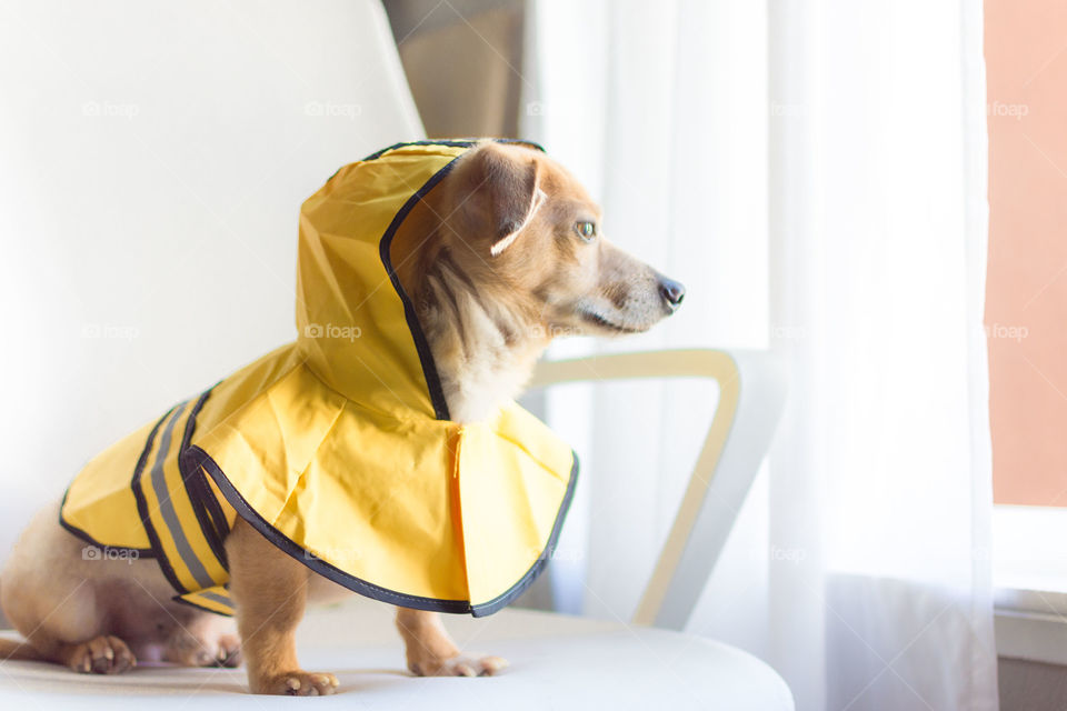 Dog raincoat looking out