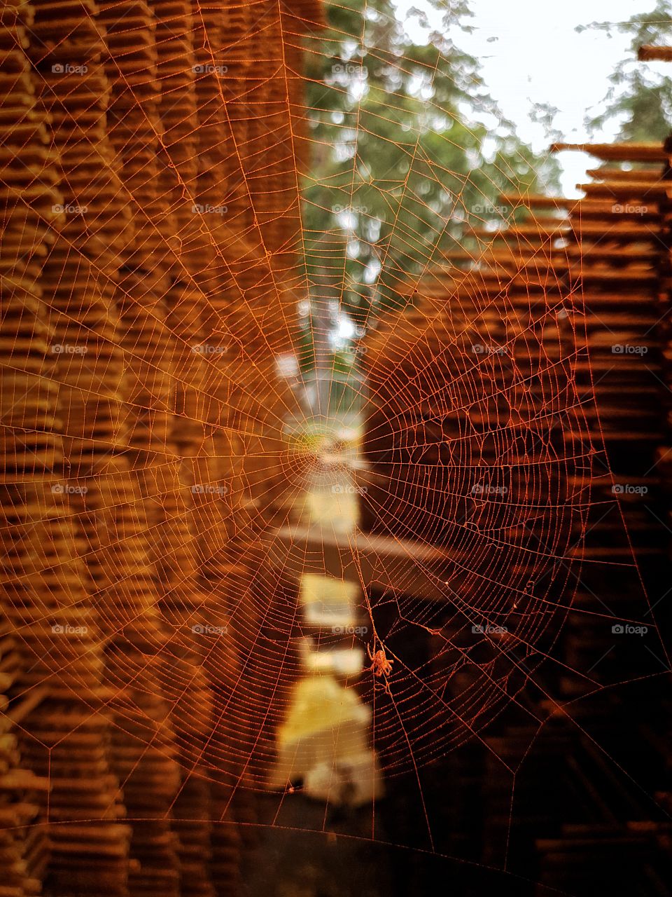 spider net