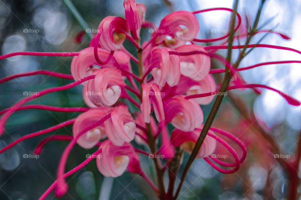 Close-up of a pink flower in nature during day 