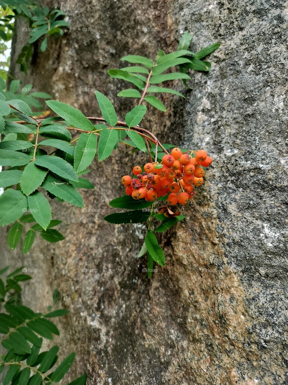 rowan berries