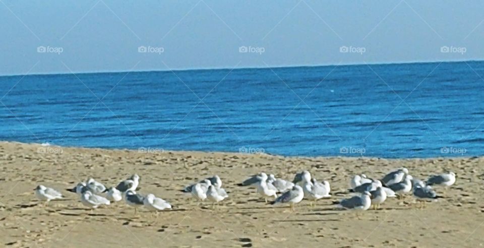 Early Morning "Gull" Meeting on Beach in Ocean City" MD