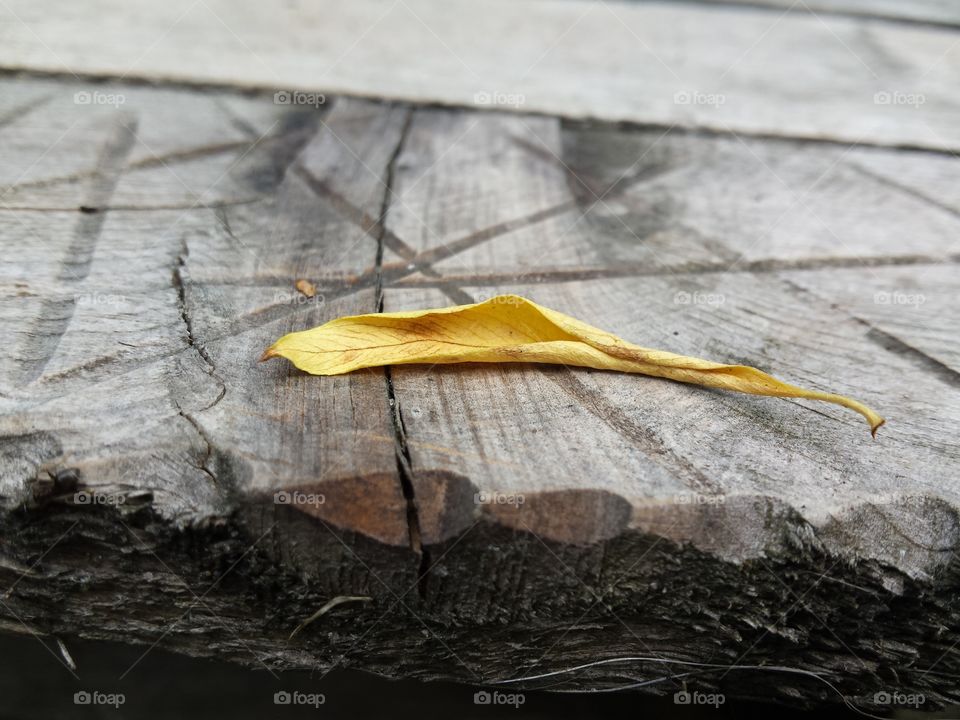 Yellow leaf on wood
