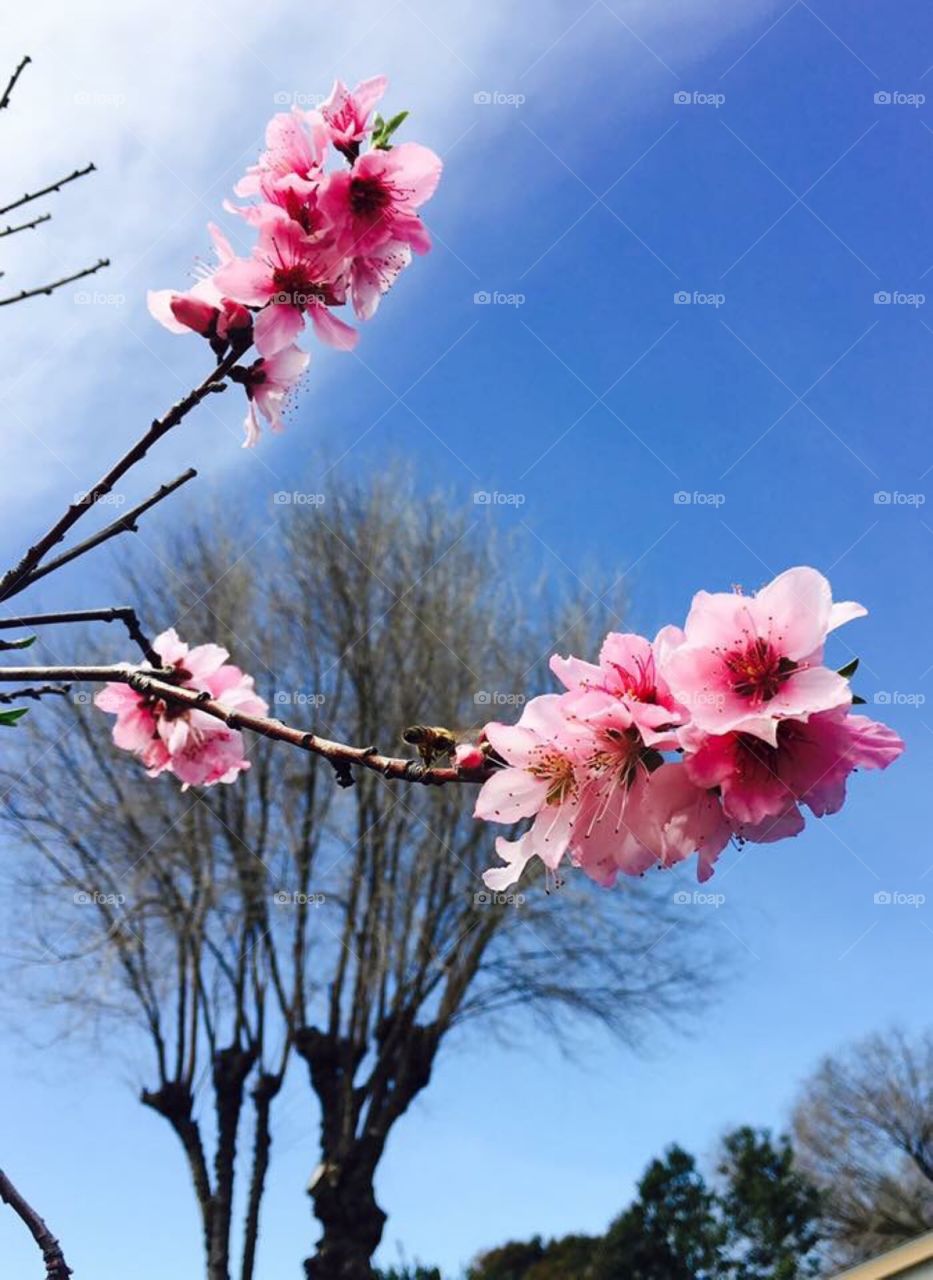 Blossom and branches 