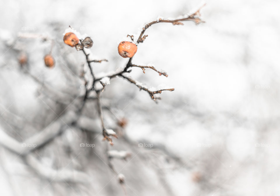 Dried up crabapple hanging from a branch covered in snow