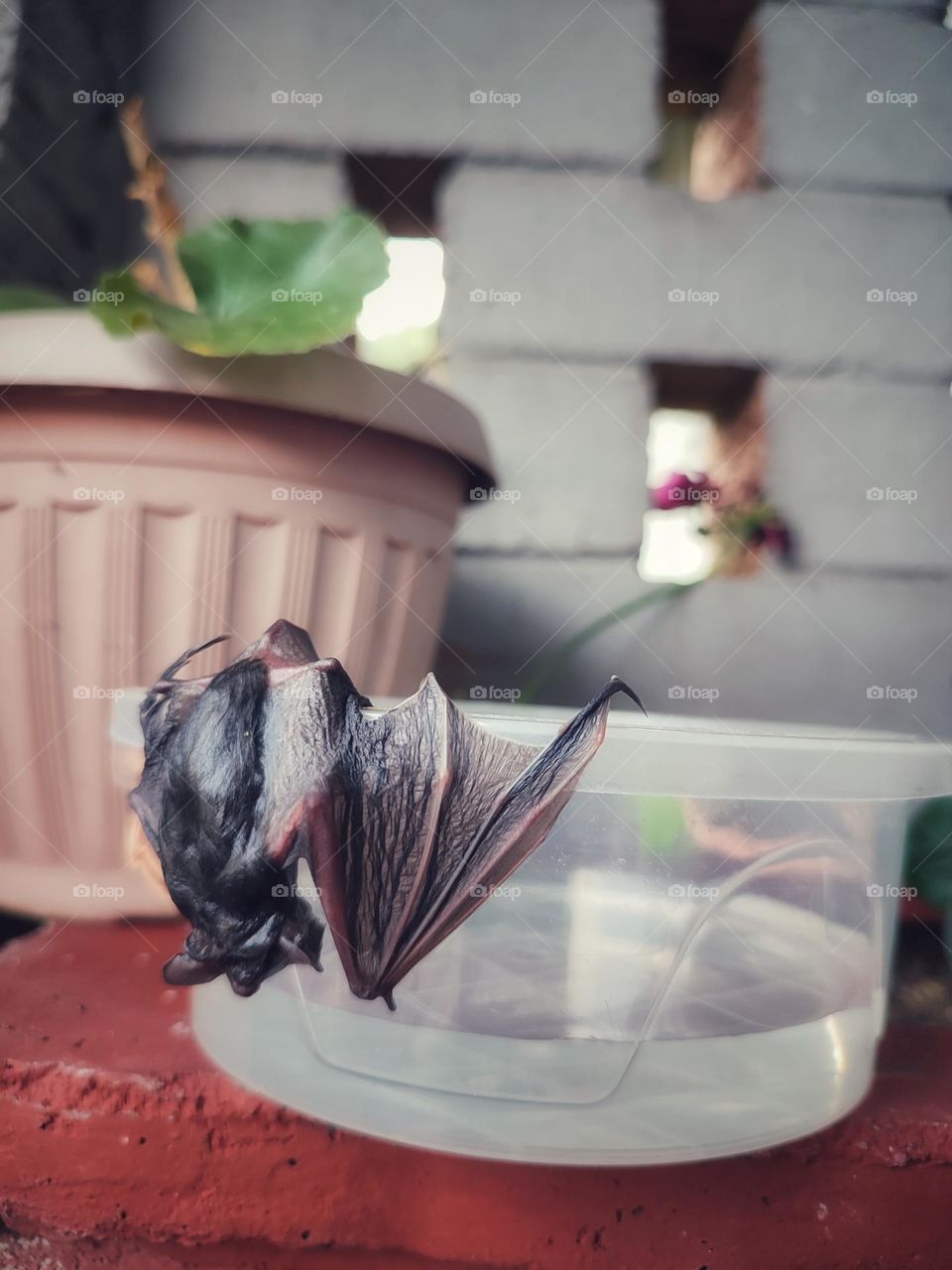 A wet bat, hanging