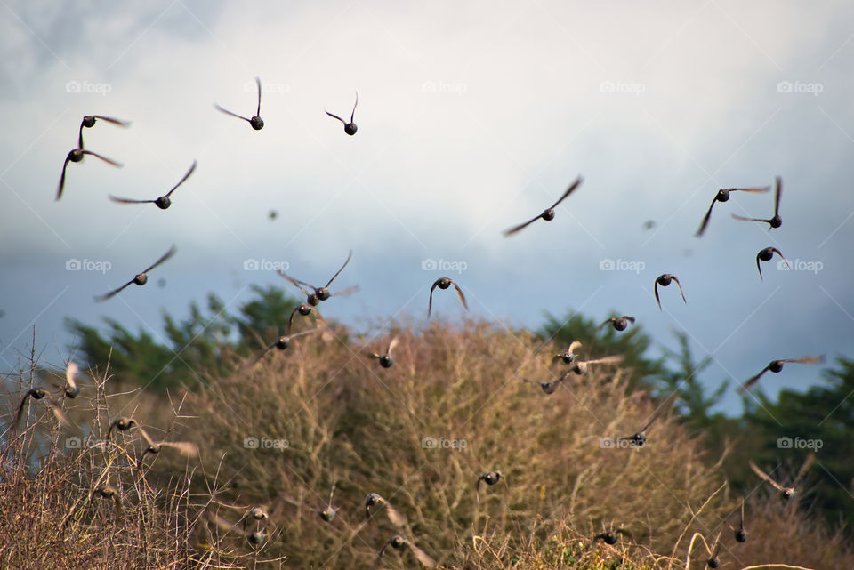 Birds in flight