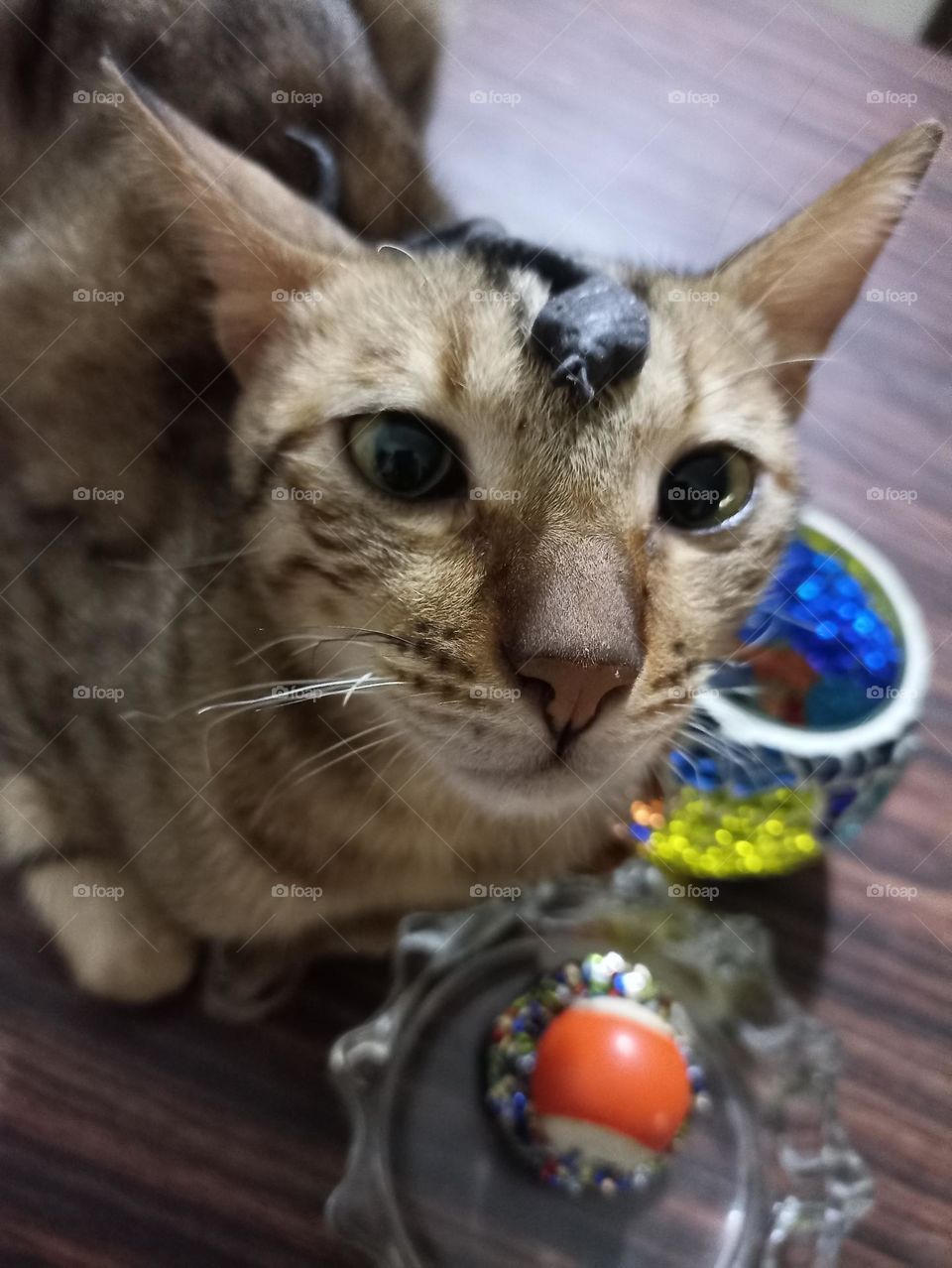 cute cat with lots of colour around