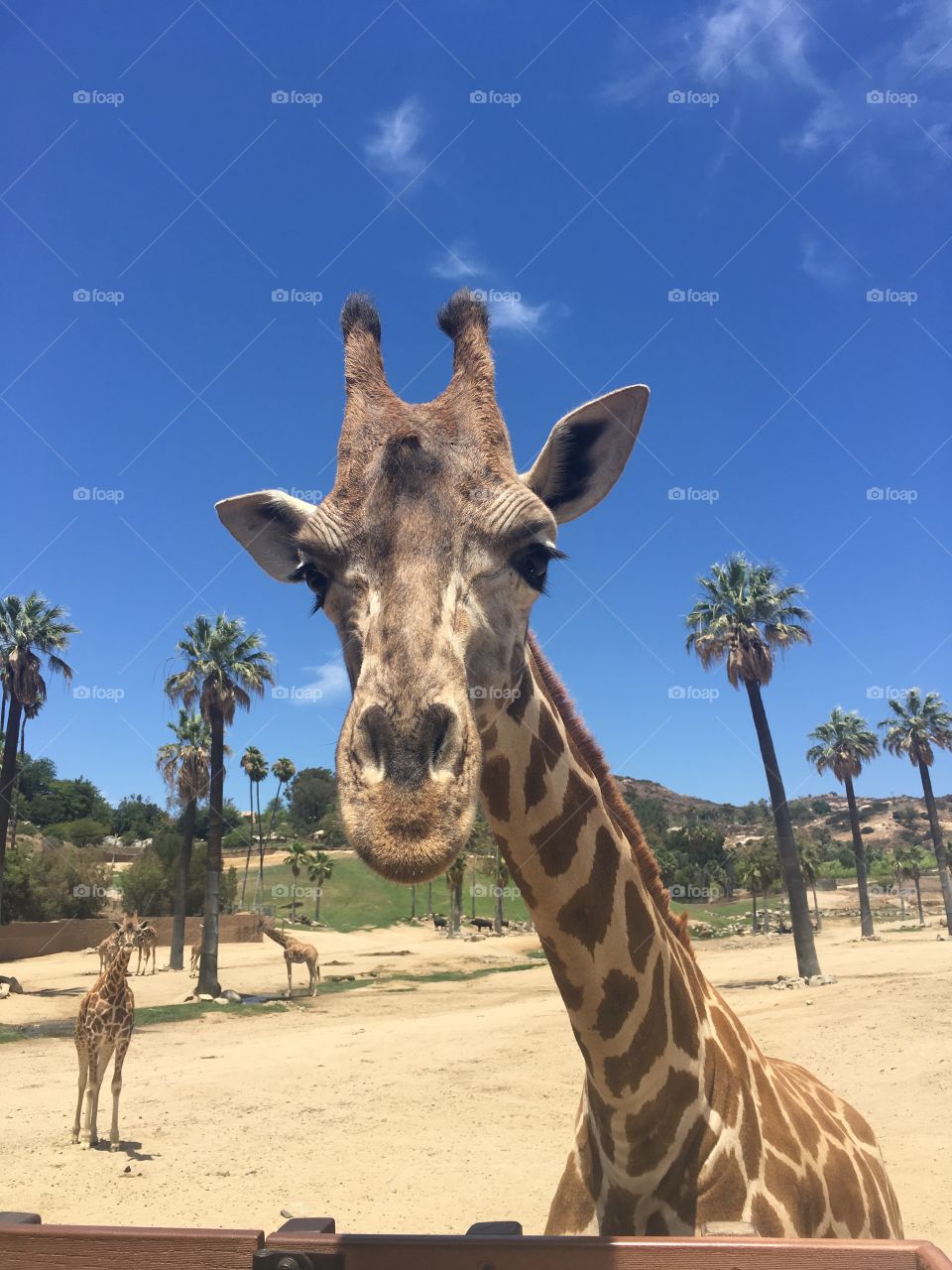 Young giraffe III