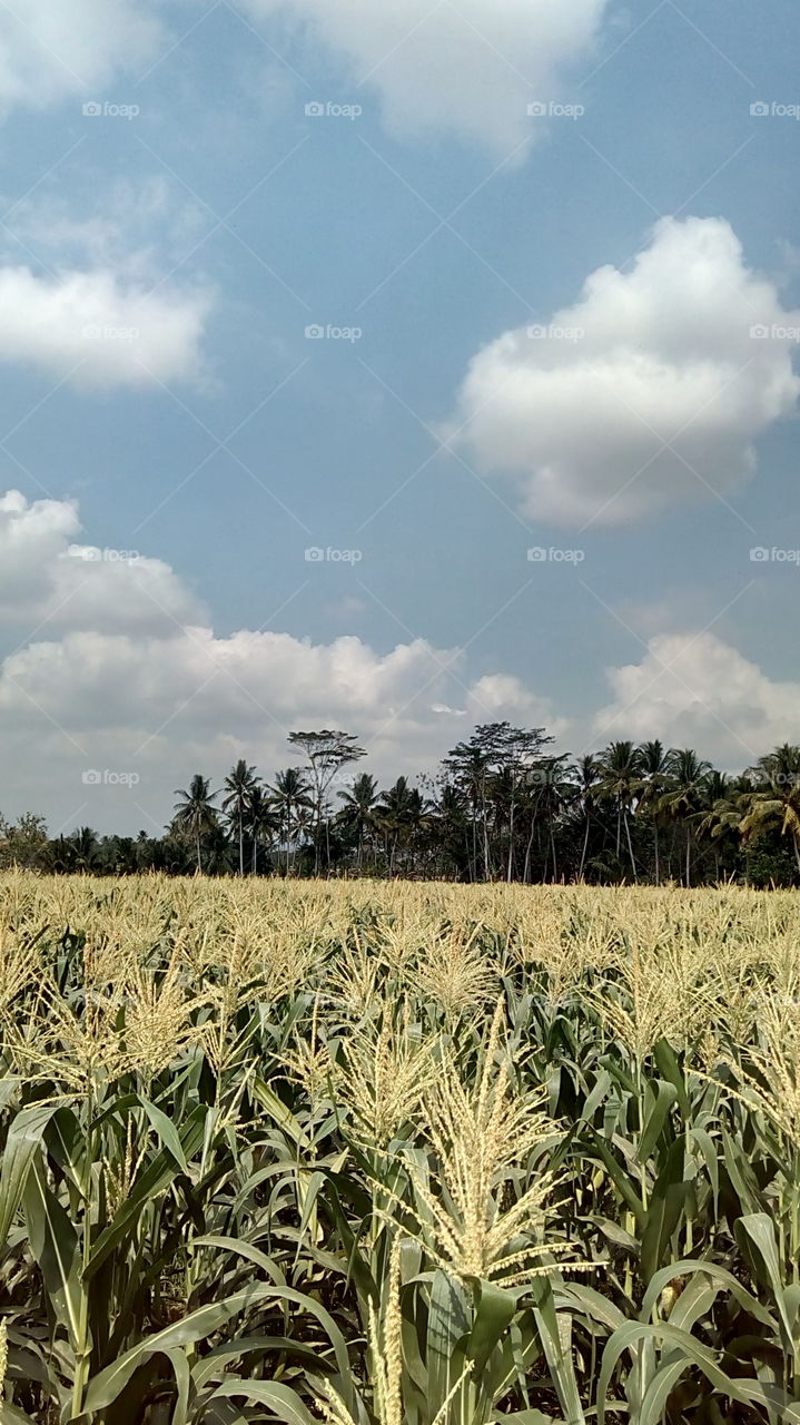 corn field