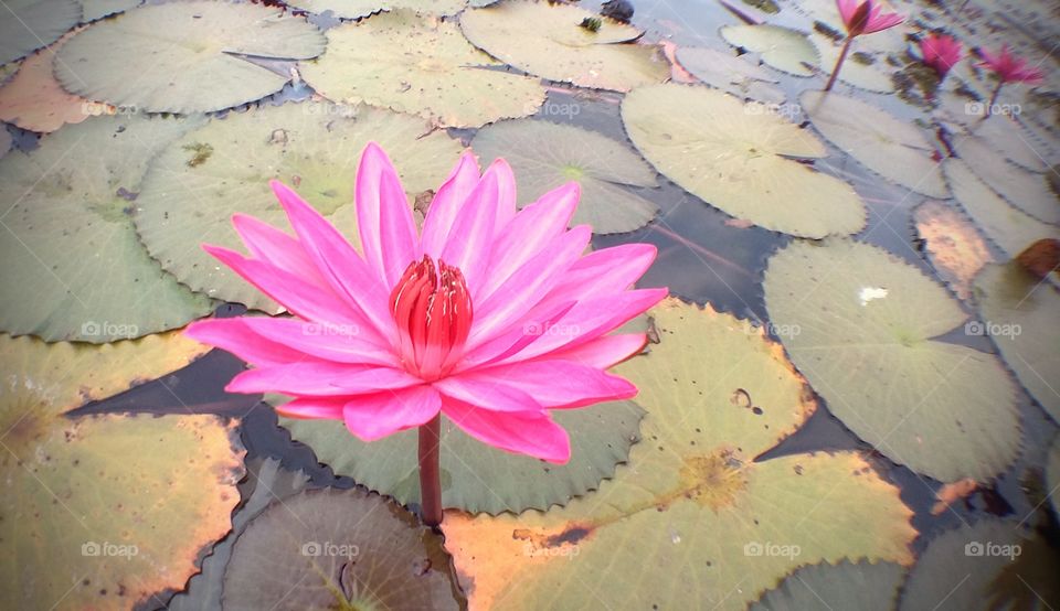 The Lake of Water Lily