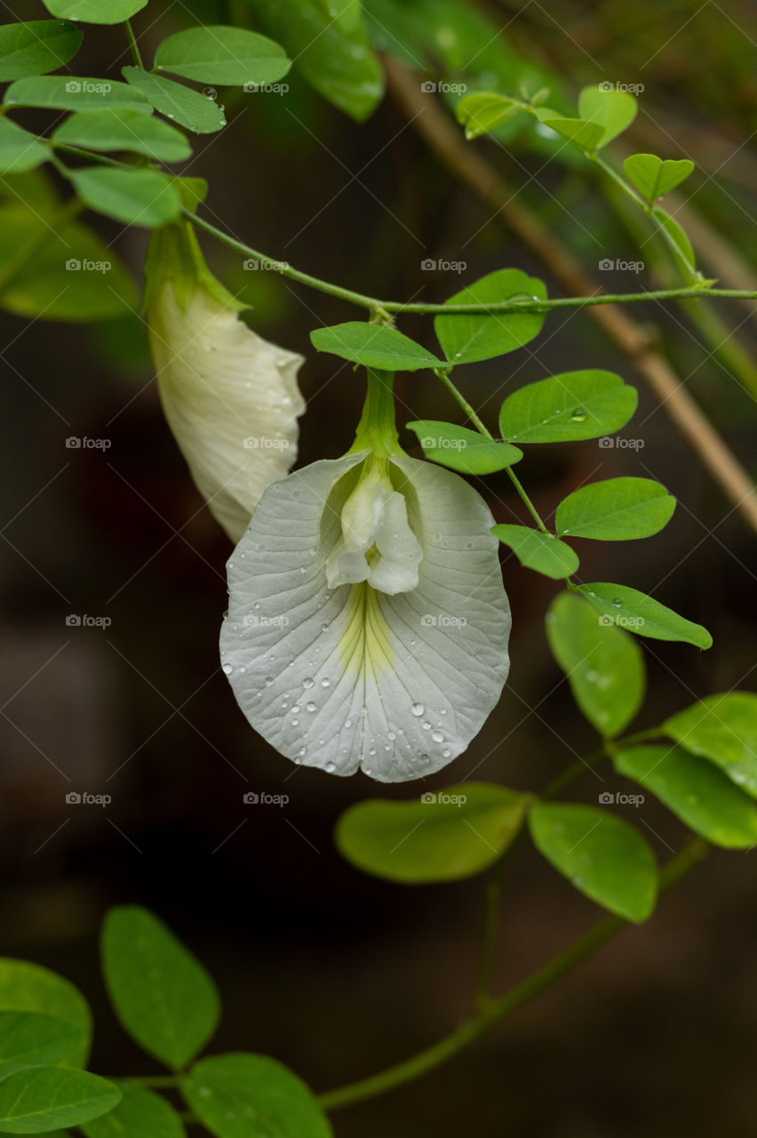 Clitoria ternatea, commonly known as Asian pigeonwings, bluebellvine, blue pea, butterfly pea, cordofan pea and Darwin pea, is a plant species belonging to the family Fabaceae.