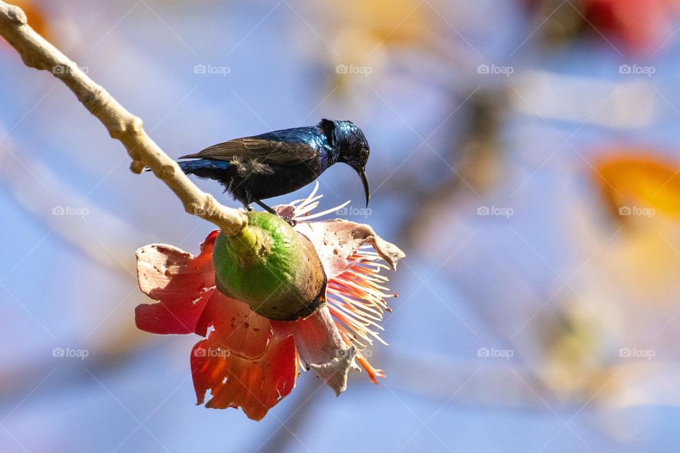 Purple Sunbird 