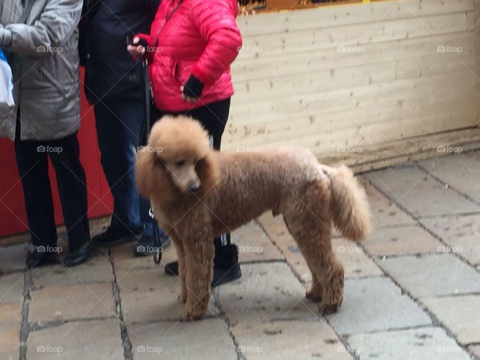 can someone find him for me