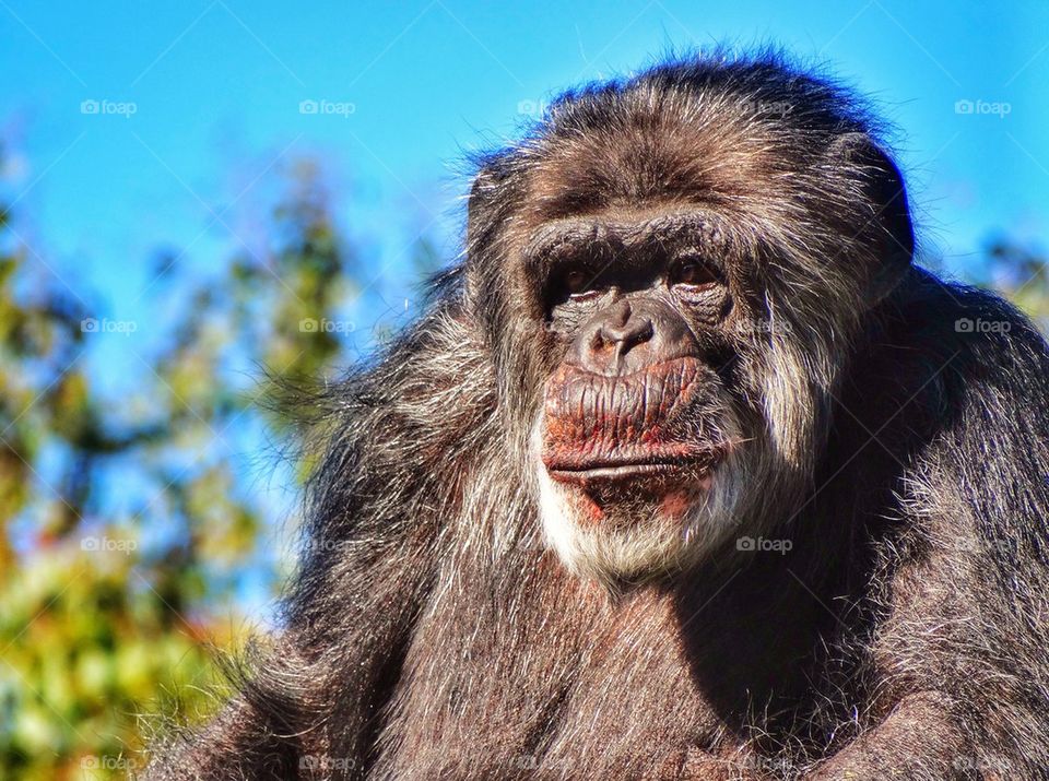 Relaxing Chimpanzee. Chimpanzee Staring At You