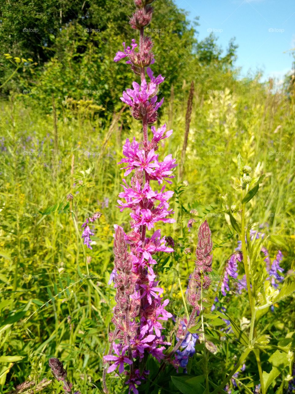 полевые цветы