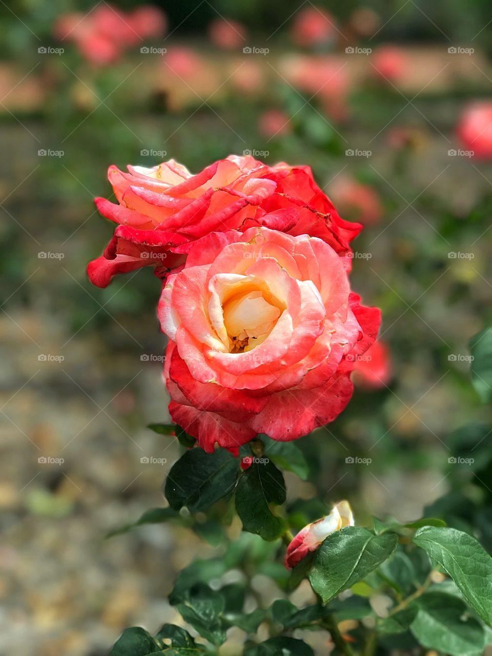 Roses in May at the Biltmore Gardens on the Biltmore Estate