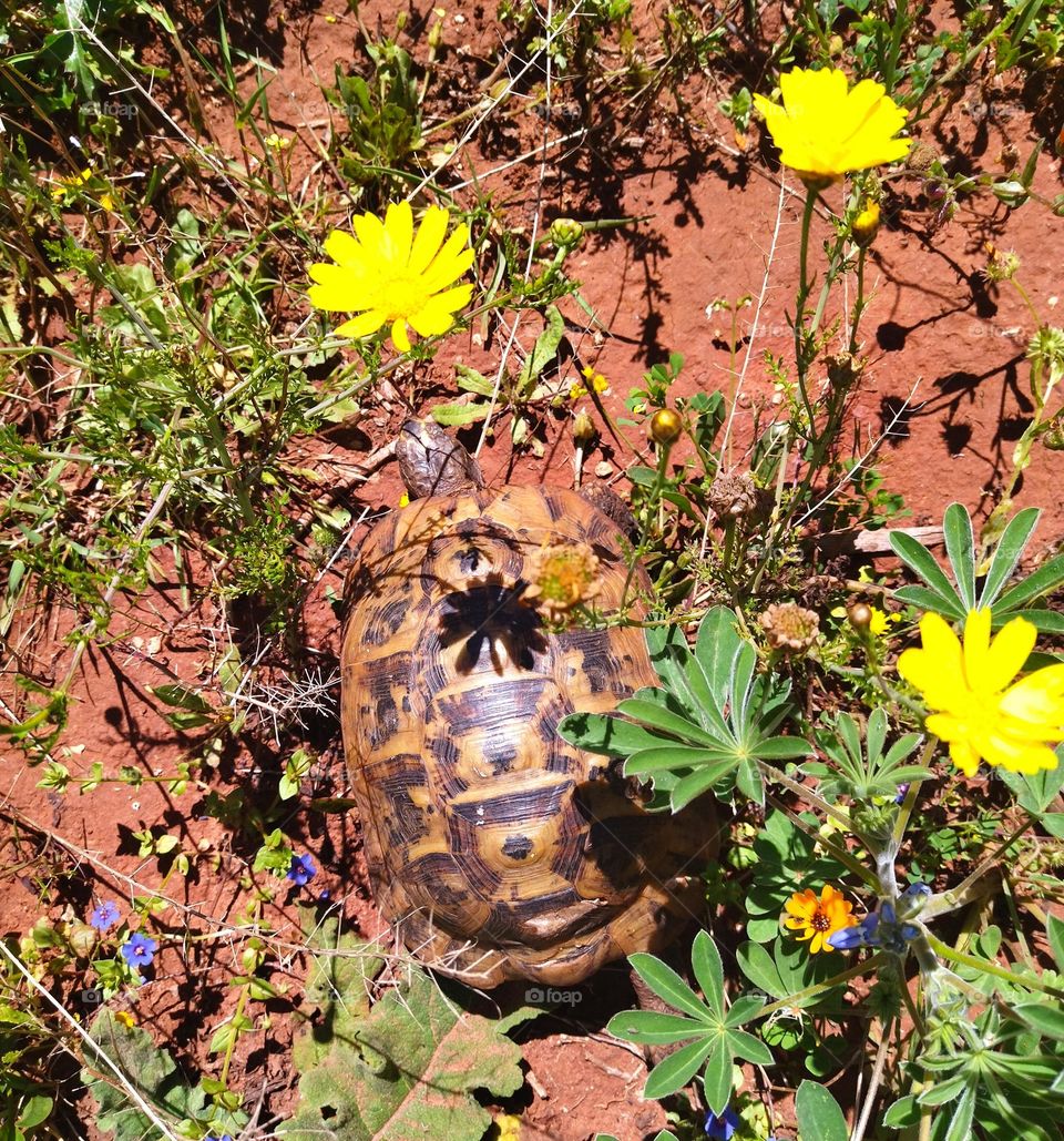 tortue and flower