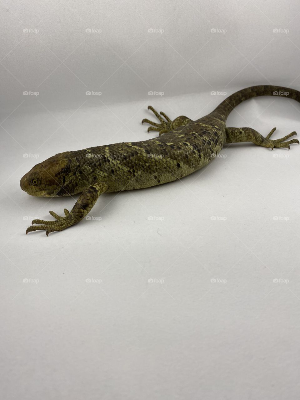 Prehensile-railed Skinn