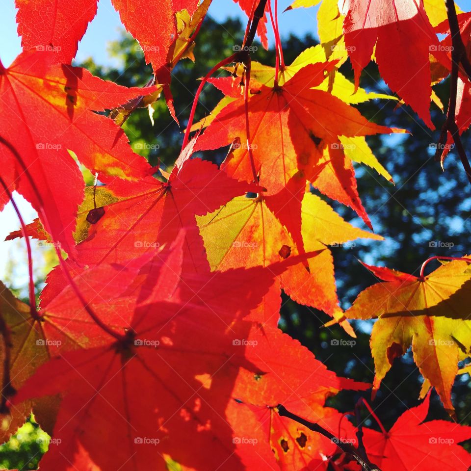Fall Colors
