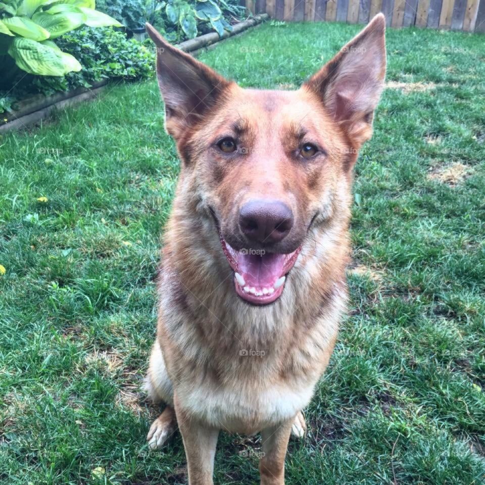 Smiling German Shepherd  