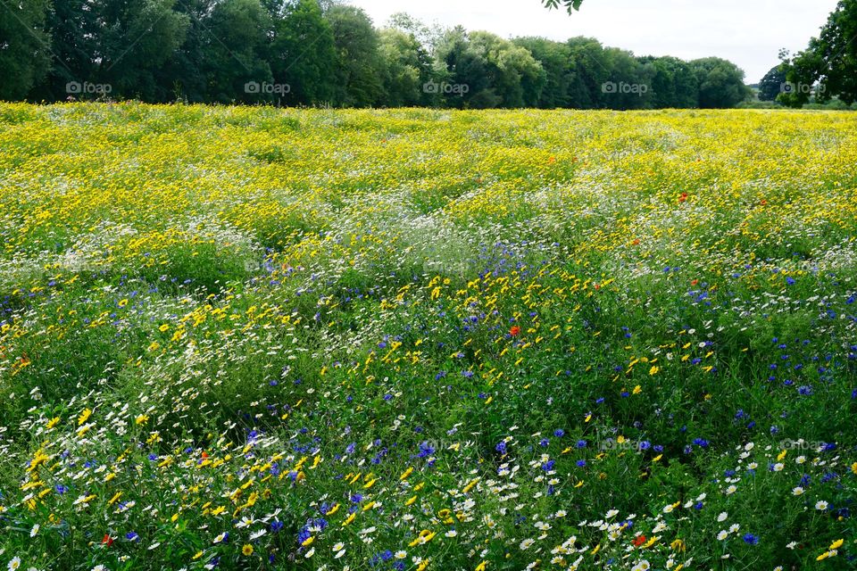 English Summer Meadow