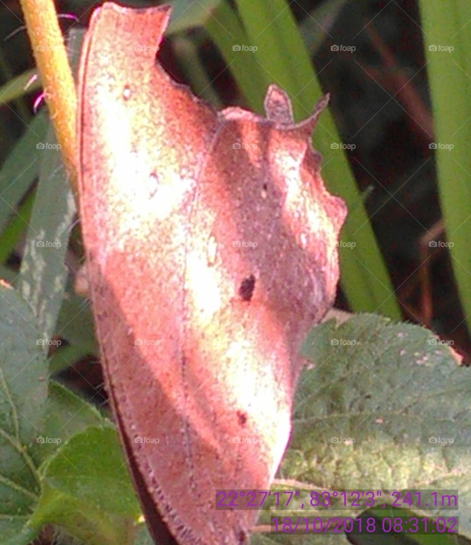 This is a very nice betterfly she is a very beautiful.