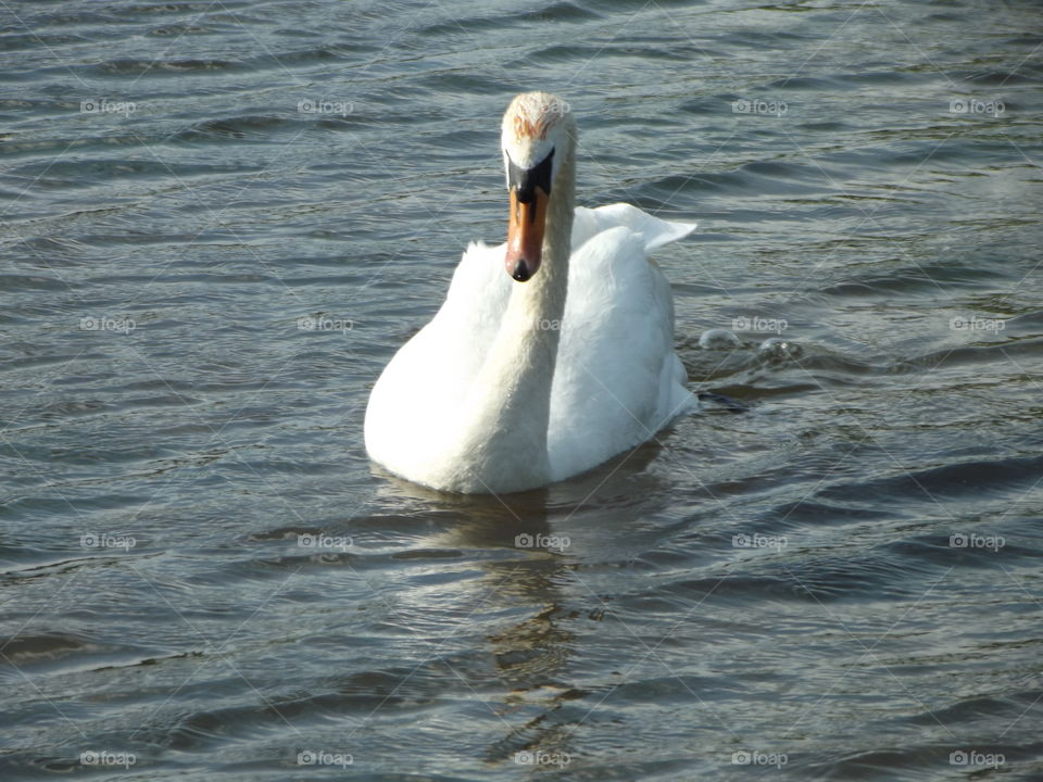 Swimming Towards Me