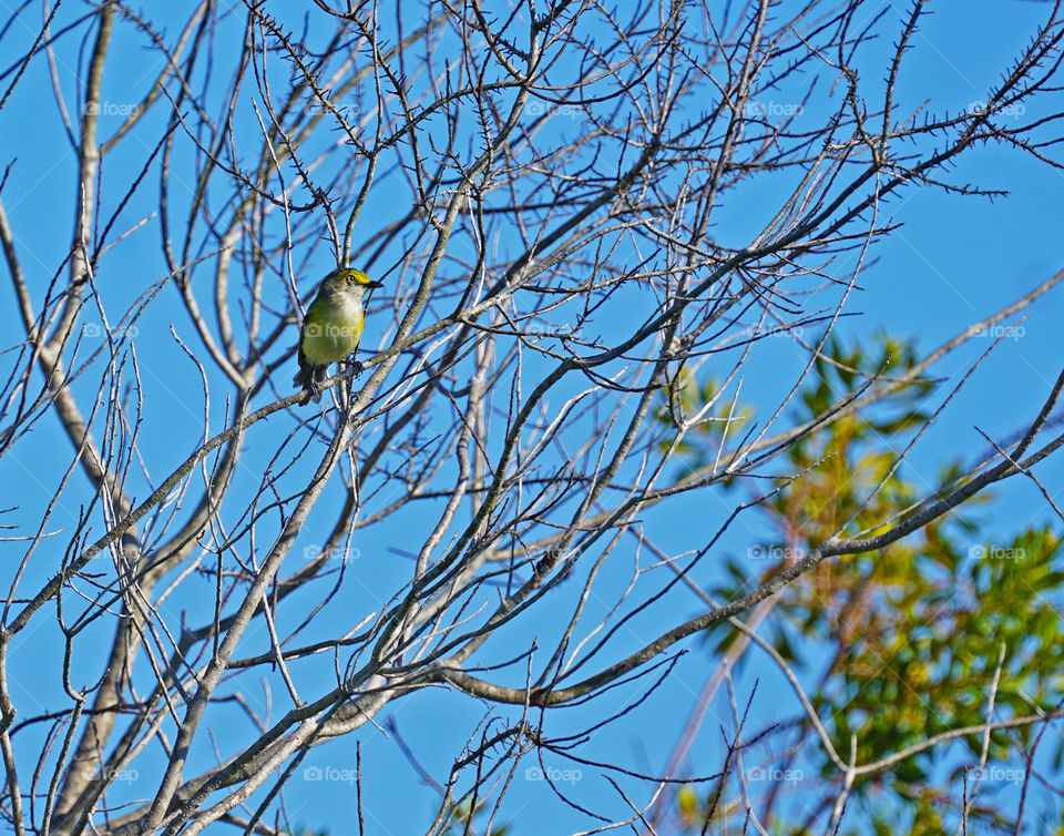 White eyed Vireo