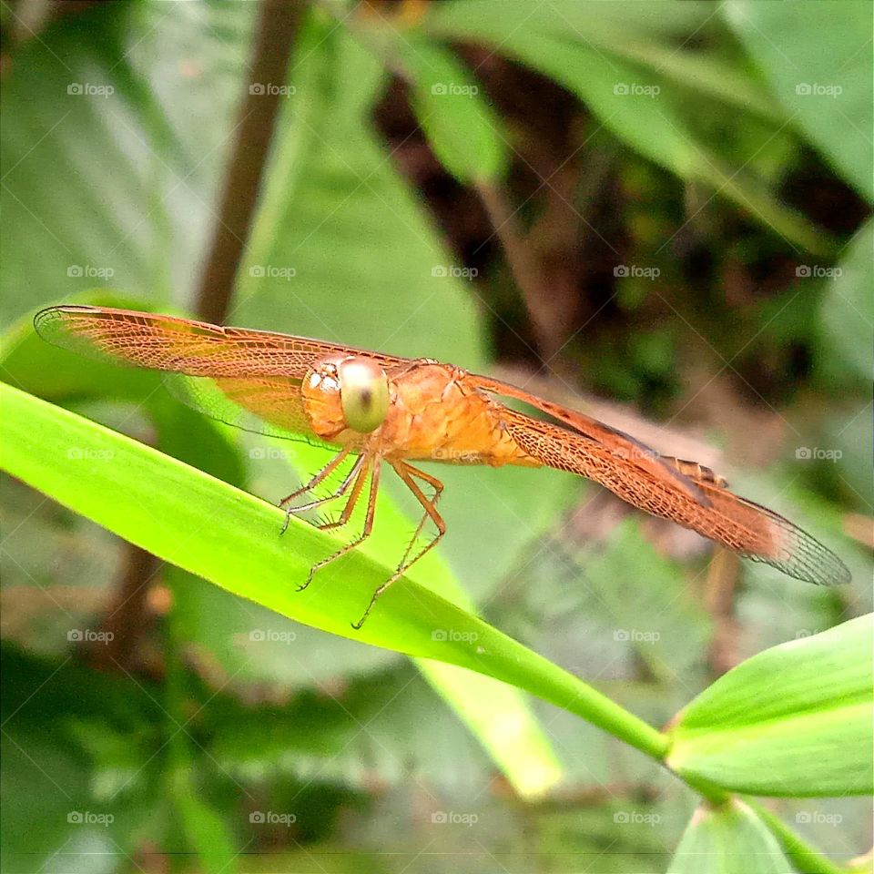 Orange little dragonfly.