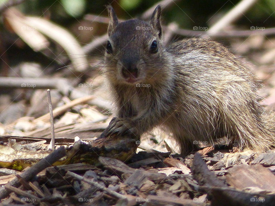 Squirrel at edge of hiking path