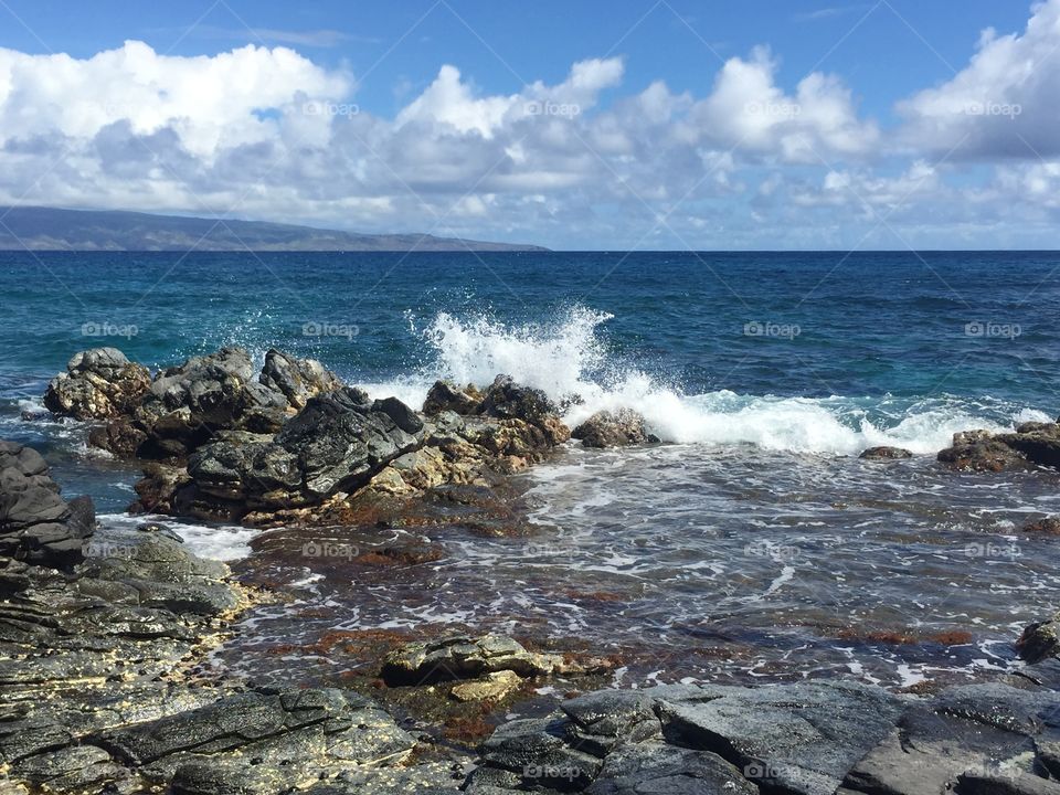 Hawaiian black rock beauty