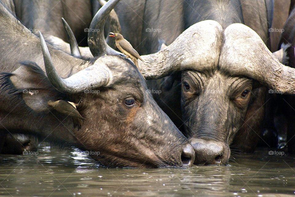 Two buffalo drinking from the watering hole in Kavinga 