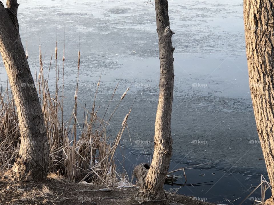 Cold winter at the lake