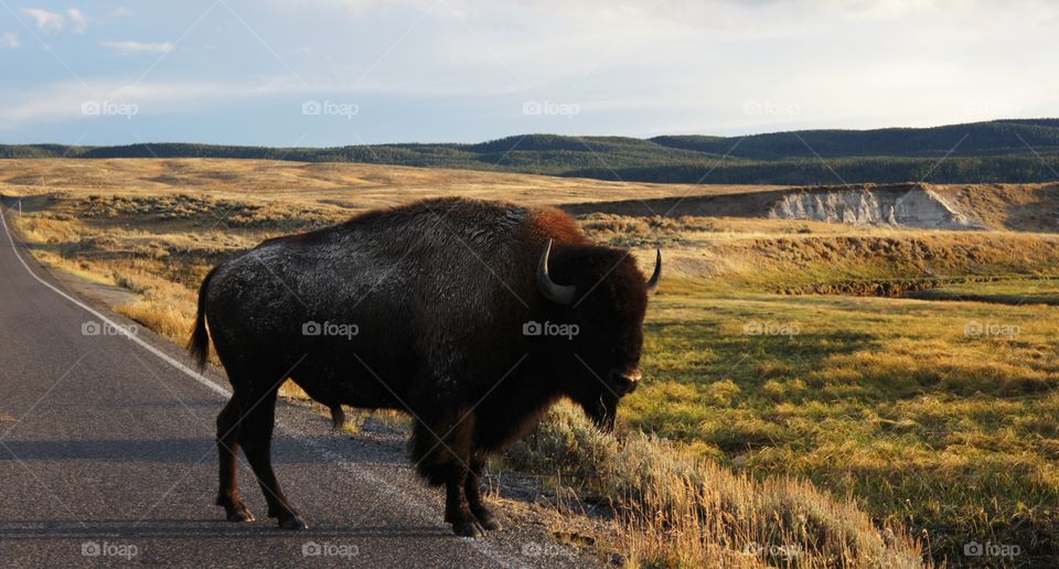 Buffalo