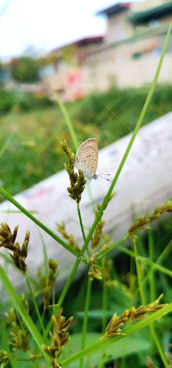 tiny butterfly