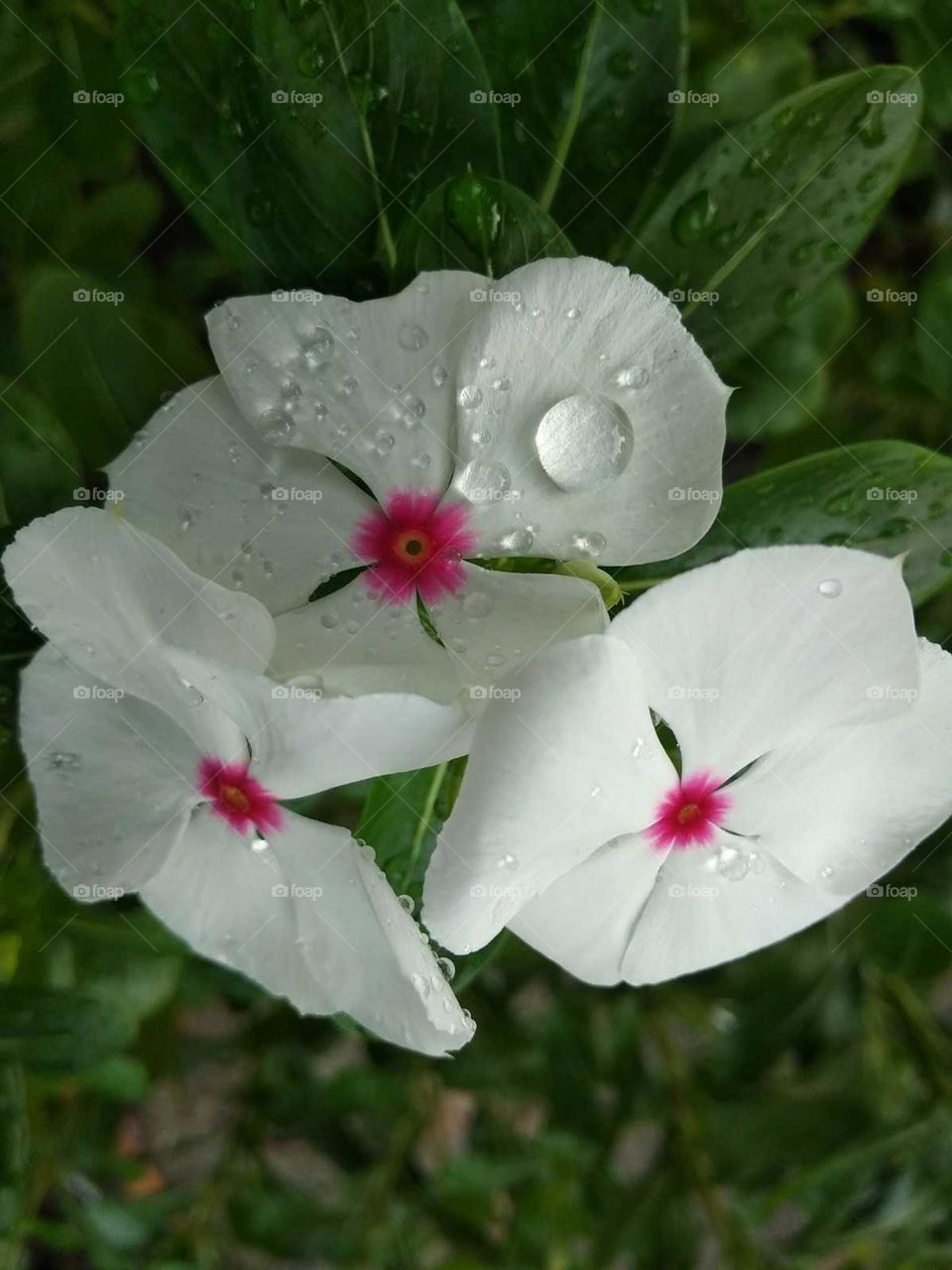 flower garden in india