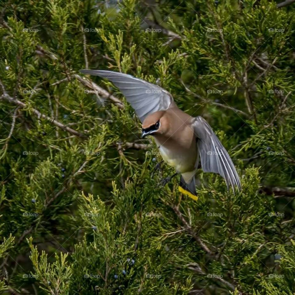 Cedar Waxwing flying