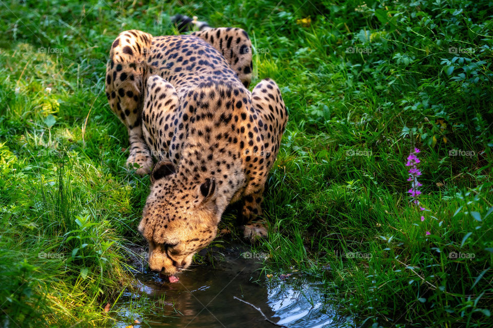 african leopard drinks water from the stream
