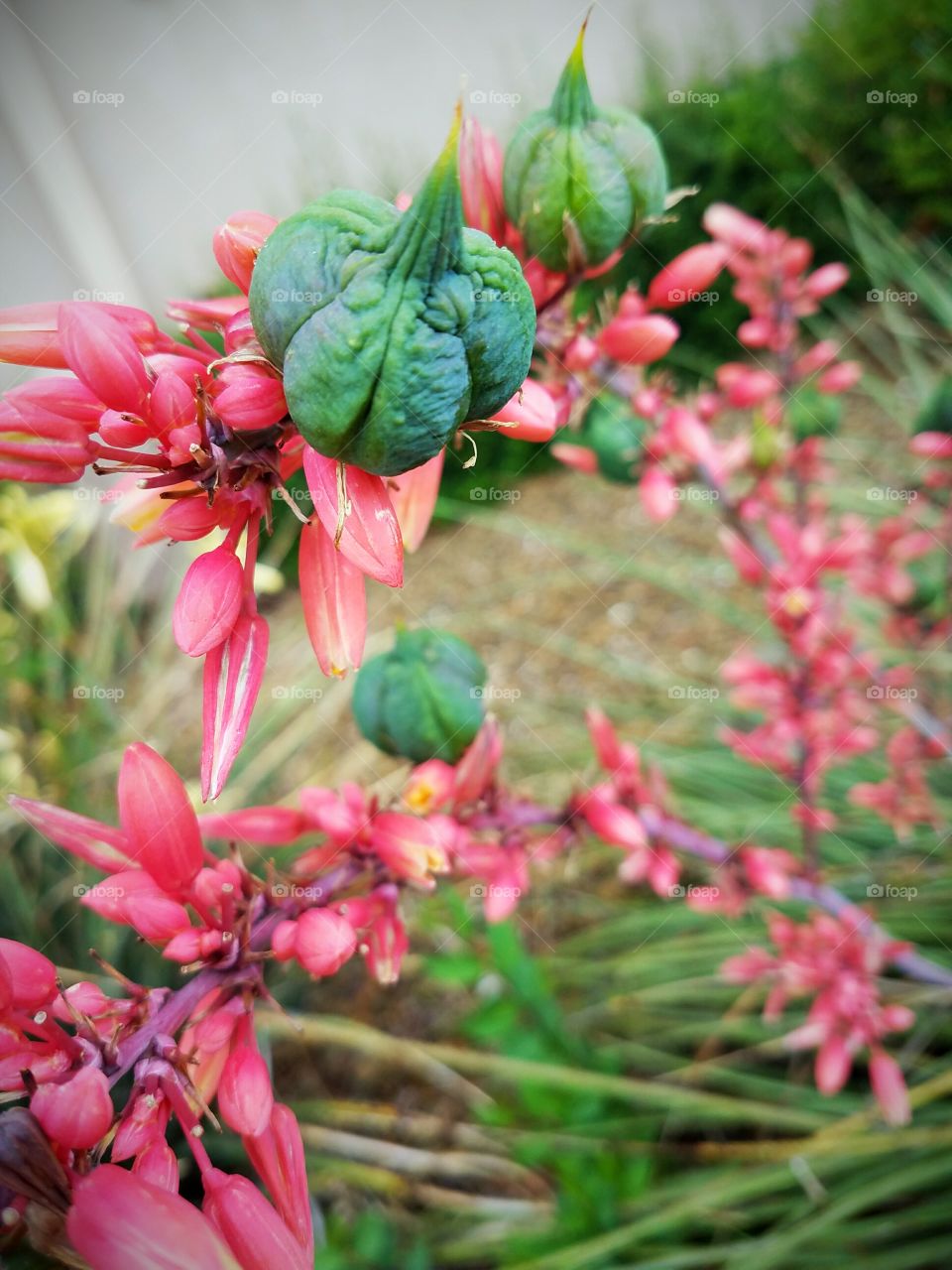 Pink blooms with green pods