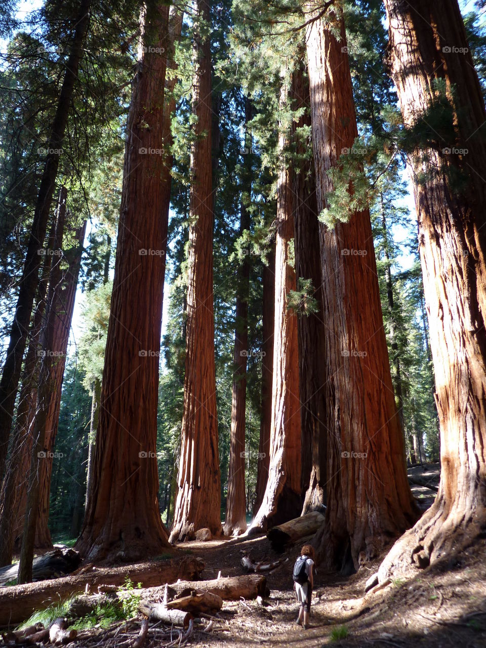 Walking With Giants. The magical Sequoia National Park, California...